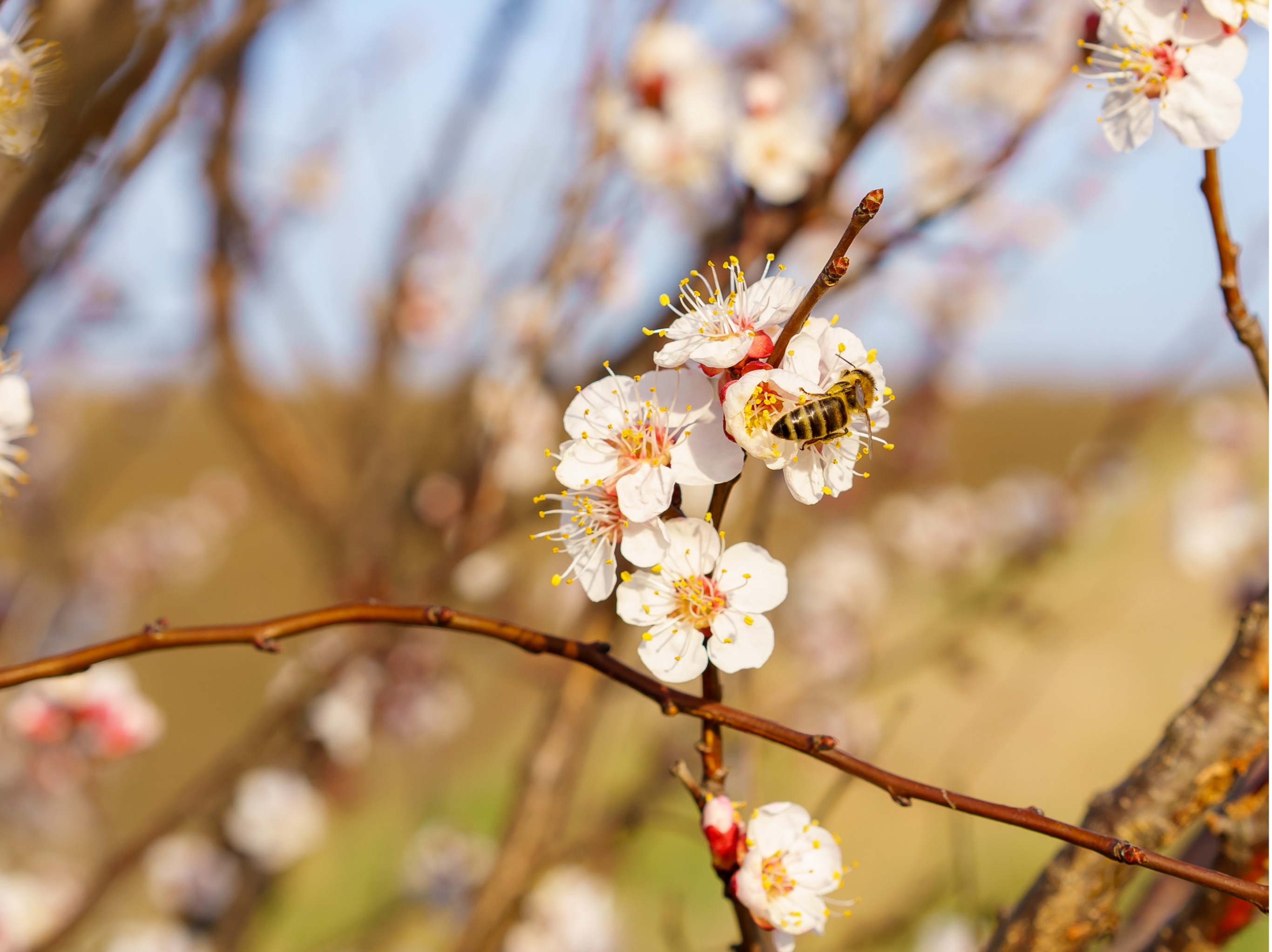 Felix Meißel Felix Meißel